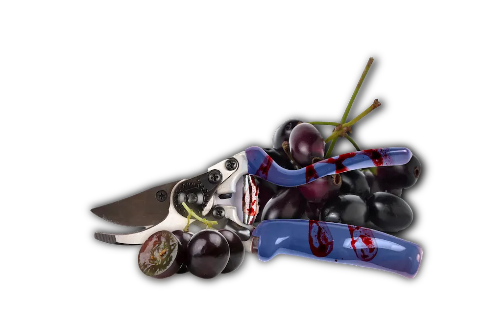 Blood-stained pruning shears with grapes, a prop for a murder mystery theme.